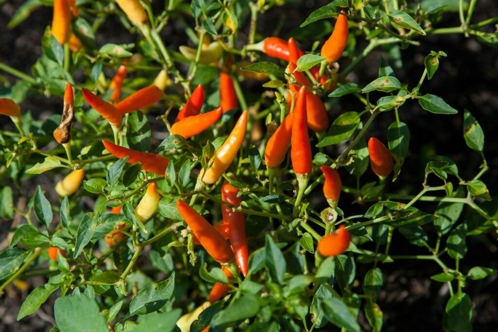 growing peppers on a plant