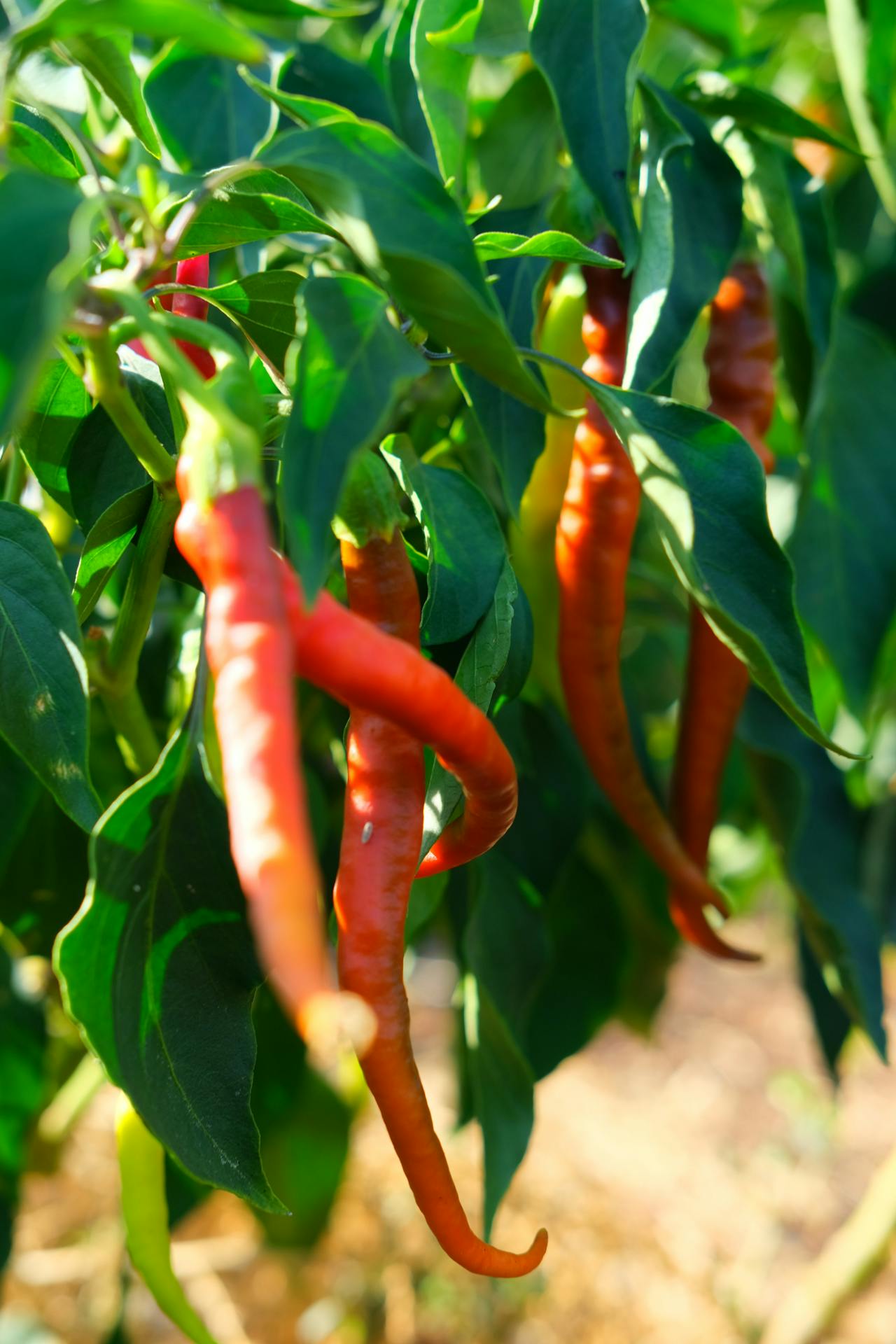 growing peppers on a plant